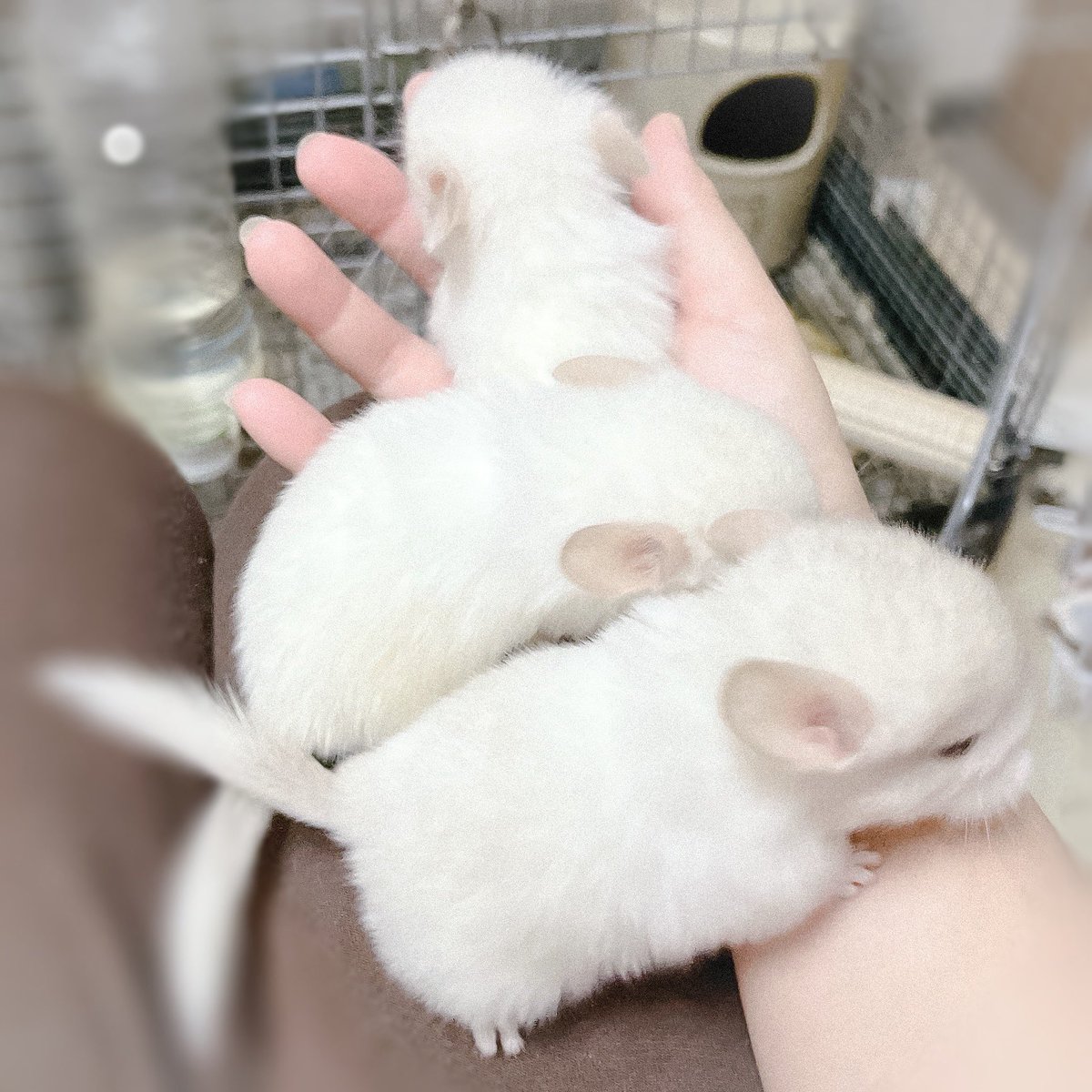 mfmf_ptt's tweet photo. まよ
ごま
みそ

#チンチラ #Chinchilla
#チンチラベビー https://t.co/9PPp5zz006