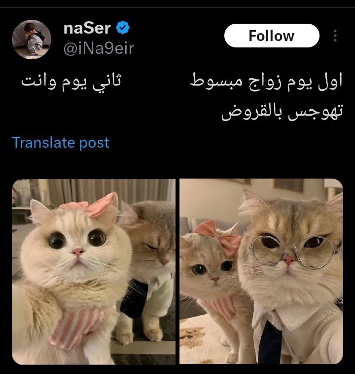 راسخ tweet media