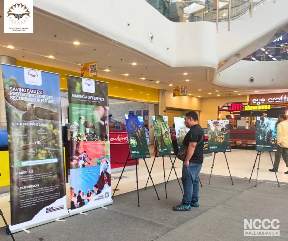 PhilEagleFdn's tweet image. Discover the towering native trees where our majestic Philippine eagles build and maintain their ancient nests at NCCC.

Catch the exhibit:
October 9-13: NCCC Mall Buhangin
October 14-31: NCCC Mall VP

#SavePHEagle #Trees4Future #Reforestation #PlantingForTheFuturePH #Agilaya
