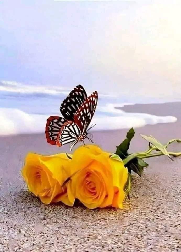 *أسأل الله تعالى أن ينعم  عليكم بالرضى والسعادة وأن يسهل لكم أمور الدنيا ويرزقكم حلالها وأن يرزقكم الطمأنينة* 
*وأن يملأ بالإيمان قلوبكم وينور دروبكم.*
     
           *اللهم آمين*
     صباح الخير