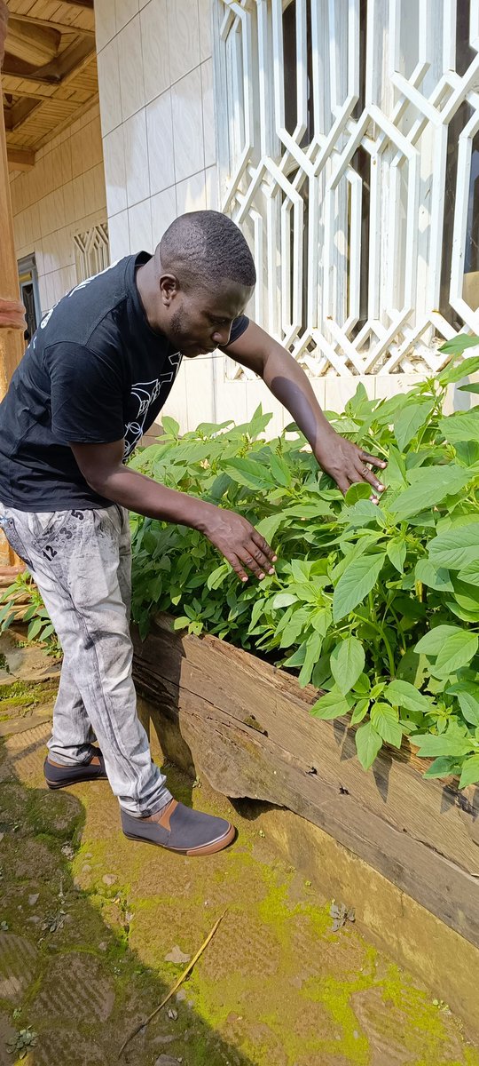 Engaging in gardening can be a therapeutic experience. Scientific studies have shown that gardening can reduce stress,improve mood, and enhance overall mental wellness. The act of nurturing plants and being in nature fosters a sense of accomplishment and connection.