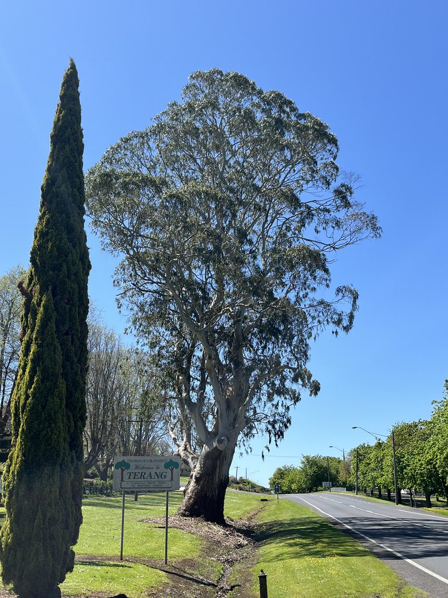 Statler's tweet photo. @agvocate_au … here’s “that” Terang tree again, for you.
(And @Bundogs - a message in the #s for you… 😇)
#TreePorn
#IKnowItAintARedFloweringGumButWhatIsAManToDoBundogs https://t.co/Hj9AdkgGZ6
