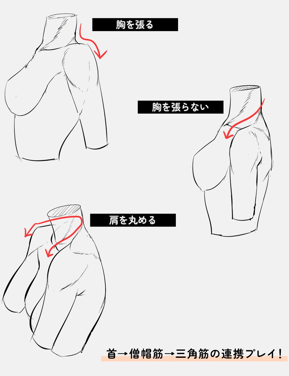 palmie_oekaki's tweet photo. ポーズごとの首→僧帽筋→三角筋の流れを図解しました✍️
https://t.co/okXkBtszgJ https://t.co/HIioY2Zh3M