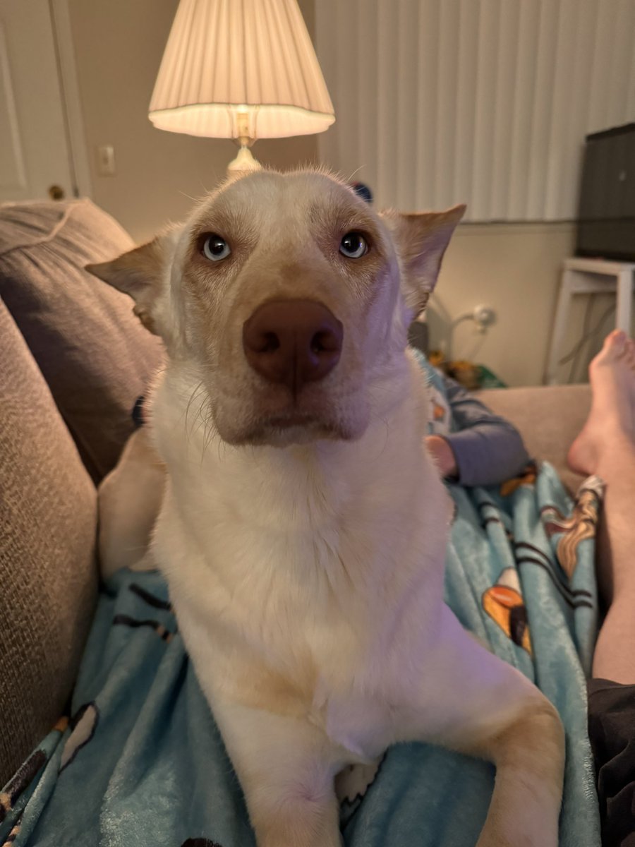RiskMikey's tweet photo. #DogLife #sillyboy https://t.co/qGI4x84TK8