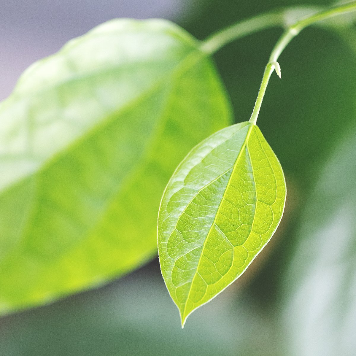 เพื่อนๆสามารถทายออกไหมคะ ว่าเป็นใบสมุนไพรอะไร?  สุดยอดสมุนไพรชนิดนี้ มีสรรพคุณมากมายยาวเหยียดมากๆ เราคัดที่เด่นๆ มาได้ดังนี้ค่ะ:
- เสริมสร้างภูมิคุ้มกันให้แข็งแรง
- ร่างกายรู้สึกสดชื่น กระปรี้กระเปร่ามากขึ้น
- ช่วยให้ร่างกายฟื้นฟูเซลล์ที่สึกหรอได้เร็วขึ้น
- ดีต่อคนที่เป็น