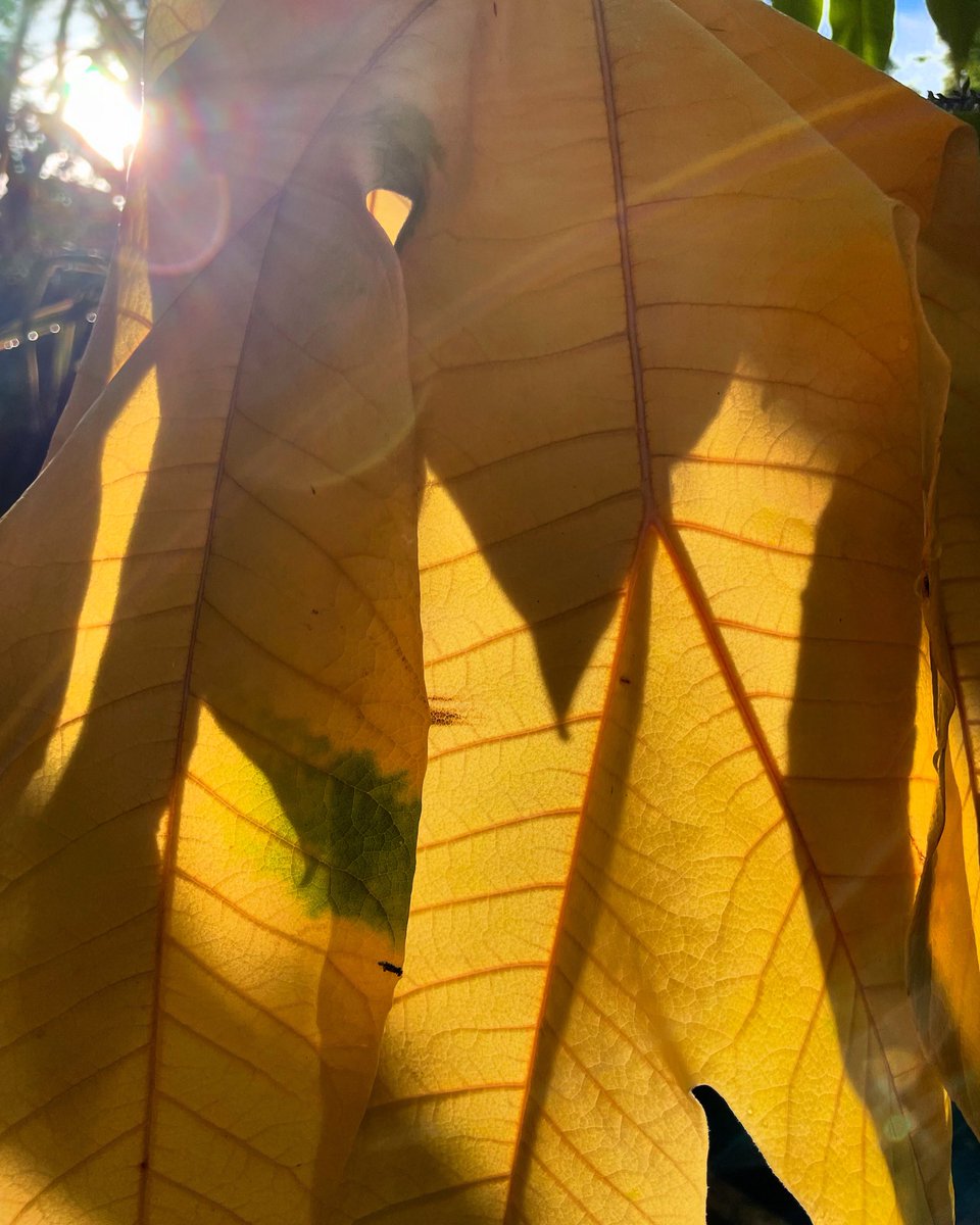 Stifyn1's tweet image. So vain #sovain #heulwen #garden #naturephotography #wednesday #autumn #october