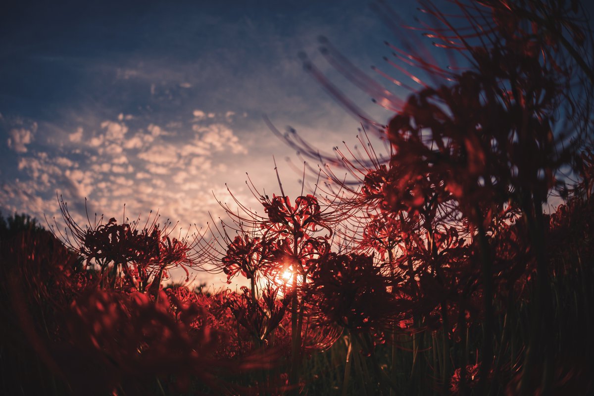 すず | suzu tweet media