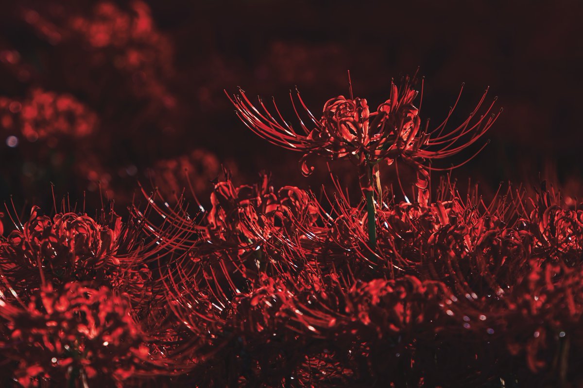 すず | suzu tweet media