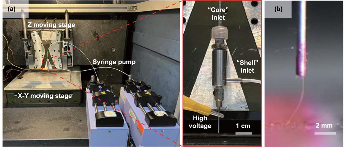 IntJExtremManuf's tweet image. #Coaxial #electrohydrodynamic printing of #coreshell #microfibrous scaffolds with layer-specific growth factors release for enthesis regeneration
#ExtremeManufacturing #growthfactors #EnthesisRegeneration

Open Access
doi.org/10.1088/2631-7…