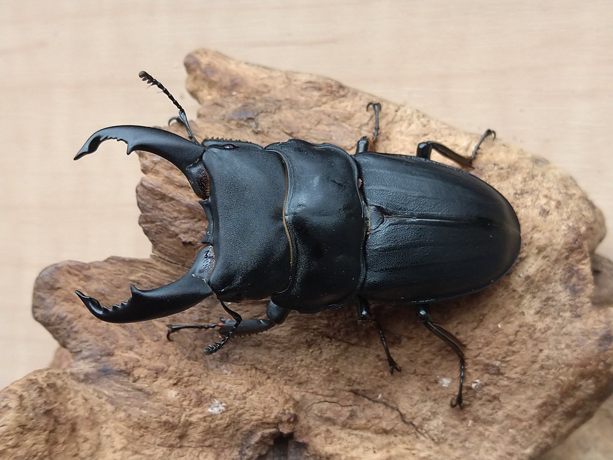 スジブトヒラタ大型♂標本 スジブトヒラタ大型♂標本