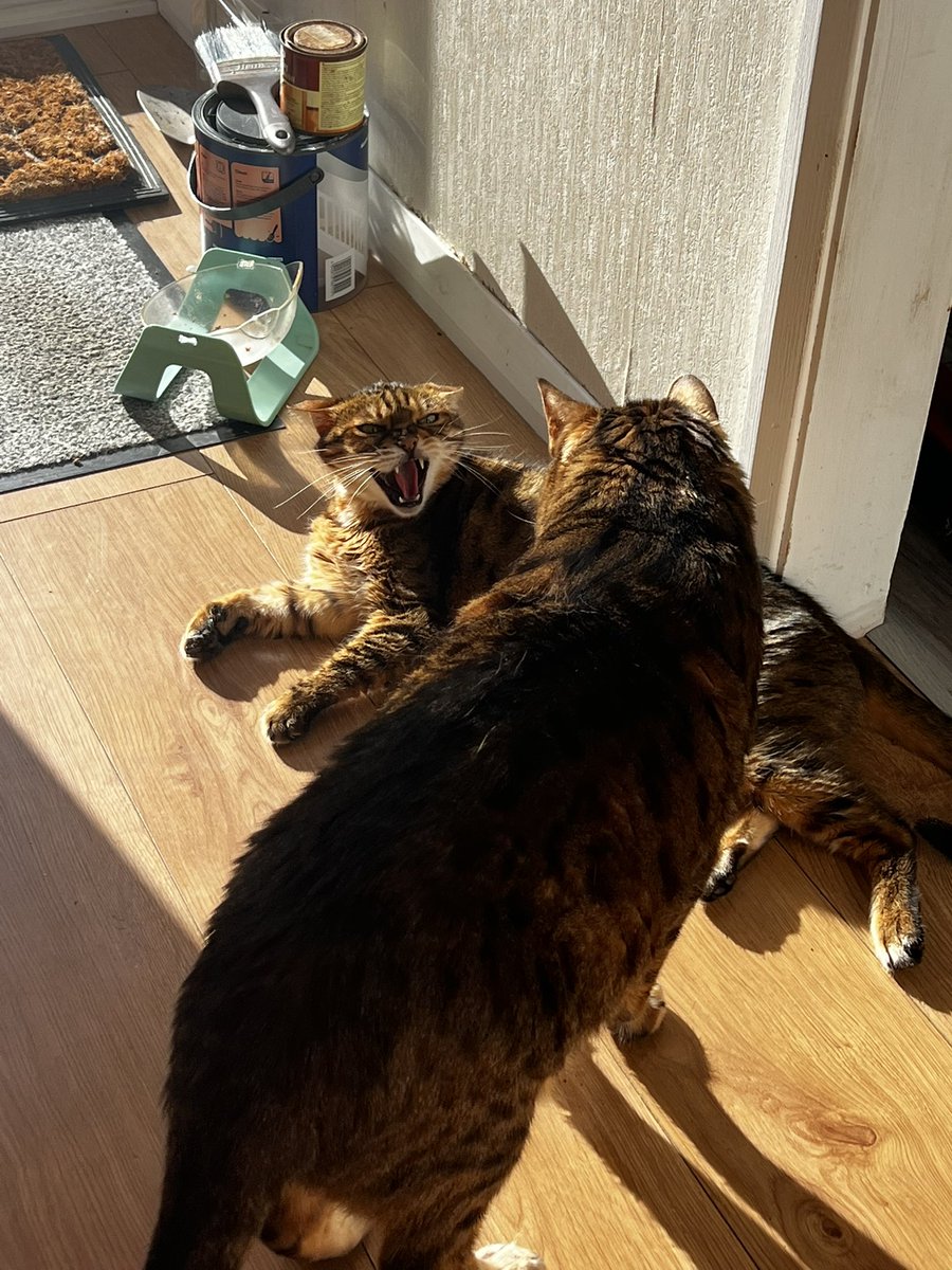 LokitheB's tweet image. Fwenz! Long timez no seez! (And still no seez!) The Human has been absent from her job typingz for us! But is now backz!! We hopez you are all wellz! 😸 Do you likez our drama photoz?! 😹😹😹#CatsOfTwitter #CatsOfX #CatsOnX #teambengal #bengalcat