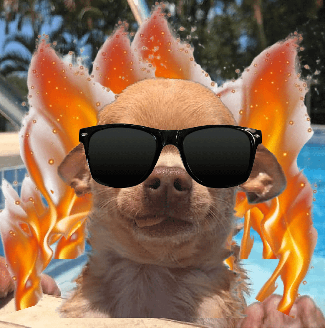 CDOGE tweet media