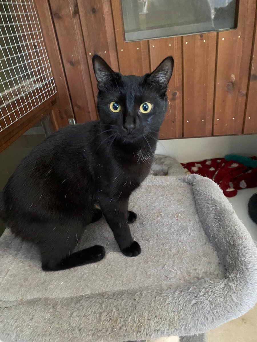 One of the gang of 5 months old kittens in our care, Charm does live up to her name! She’s very friendly &amp; affectionate, seeking out attention. Like the others, she would prefer a 🏠 with one of her friends &amp; a lap to curl up in #AdoptDontShop #Buckinghamshire #WhiskersWednesday