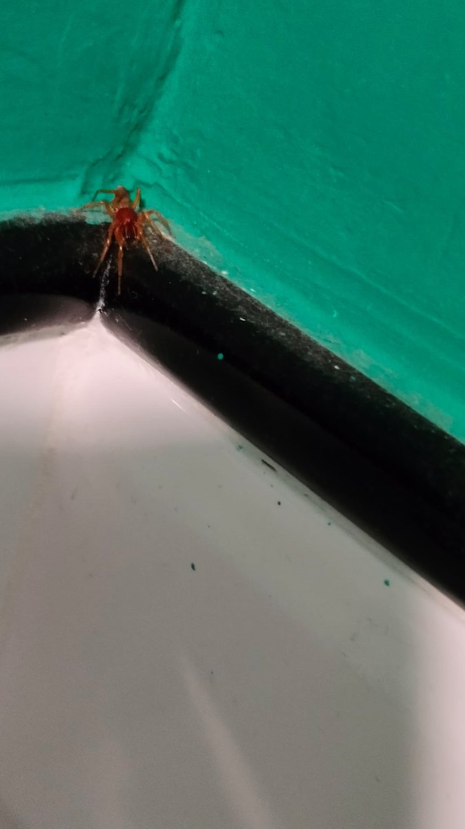 gentile_mat's tweet photo. Salve @Nicola_Bressi ieri abbiamo trovato questo ragno in casa. Si tratta di un ragno violino? https://t.co/iUmPaLld4C