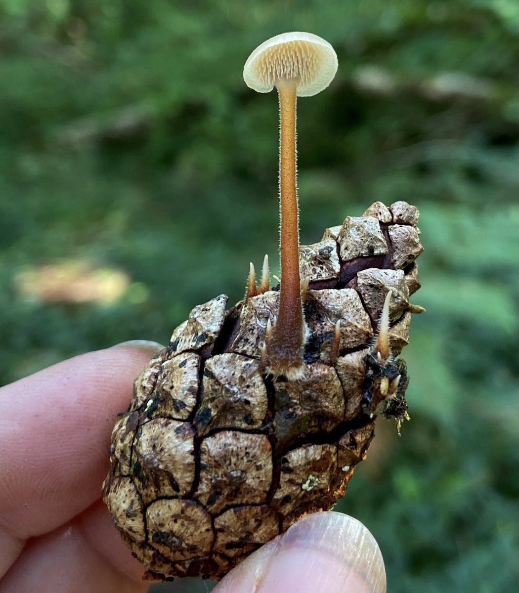 bernoid's tweet photo. Auriscalpium vulgare - Earpick Fungus for #WeeWednesday https://t.co/w5OH3pp3wj