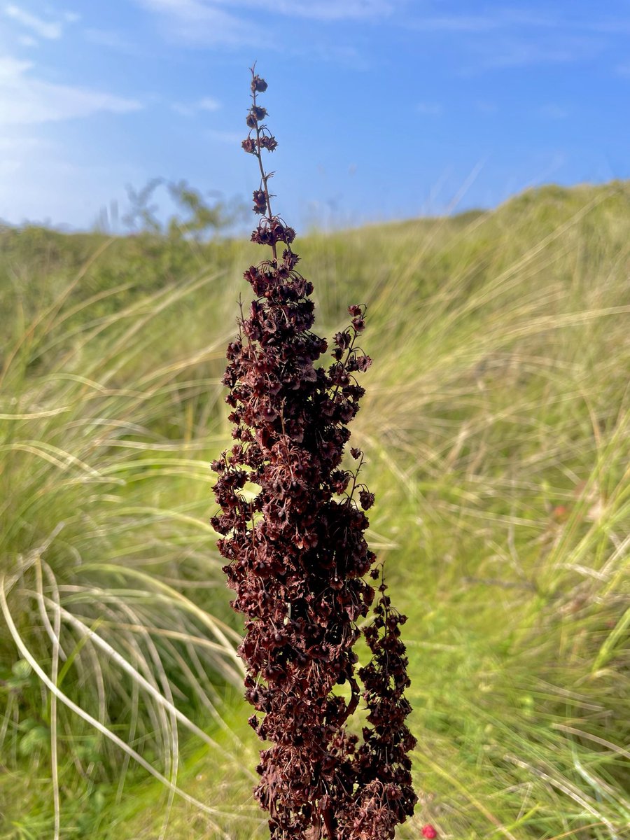 Food in Community tweet media