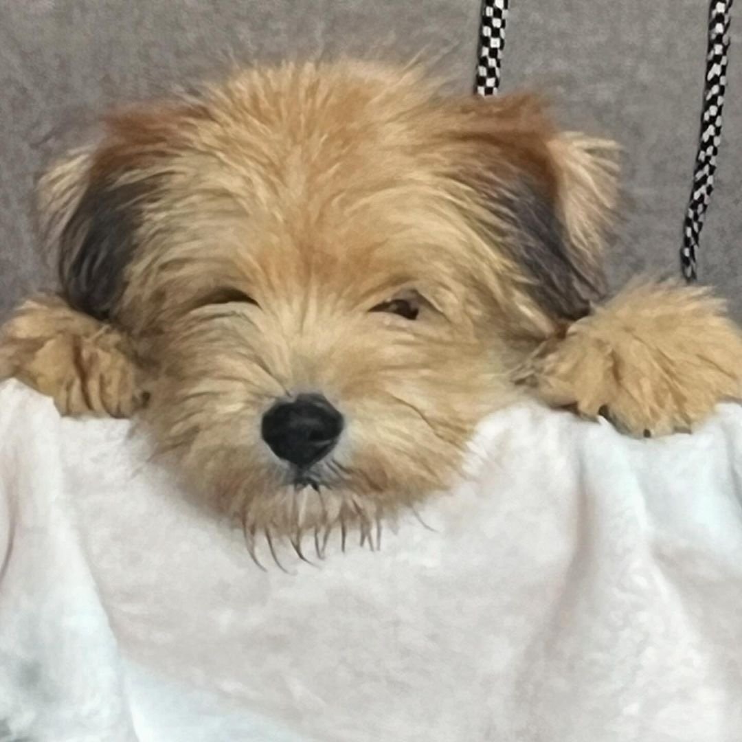 구심뉵 tweet media