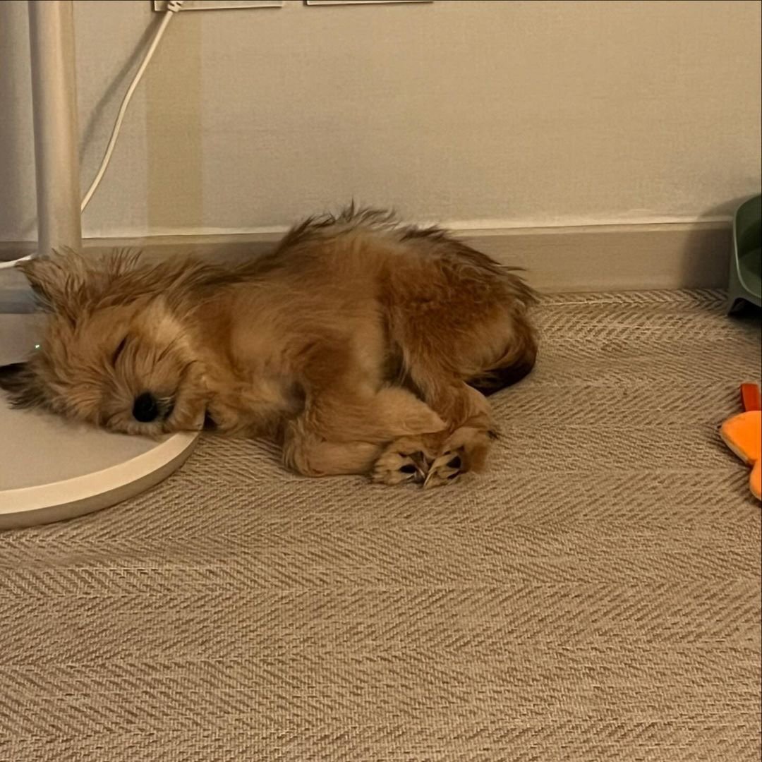 구심뉵 tweet media