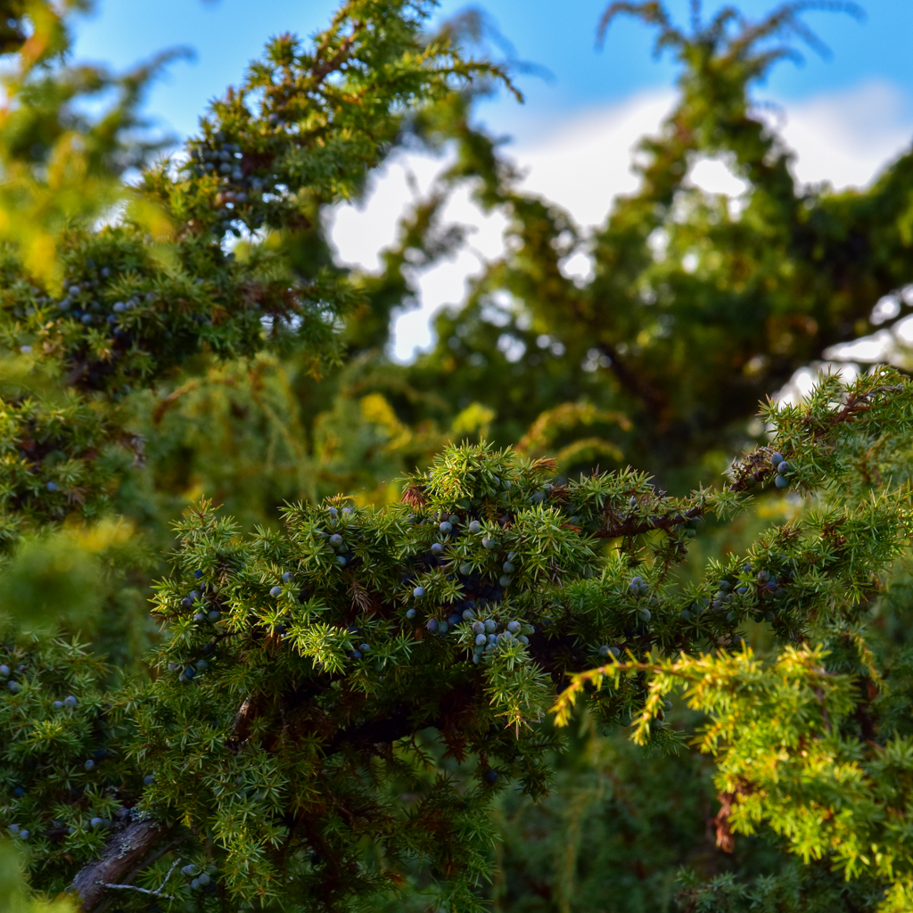 CrossbillGin's tweet photo. What a day in the Cairngorms we had last week! We prepped for freezing temps but ended up stripping off layers under the sun. The juniper harvest was incredible—big, healthy berries everywhere! The regrowth this year has us feeling hopeful for the future! 🥃✨ #scottishjuniper https://t.co/hf2tWGlyEW