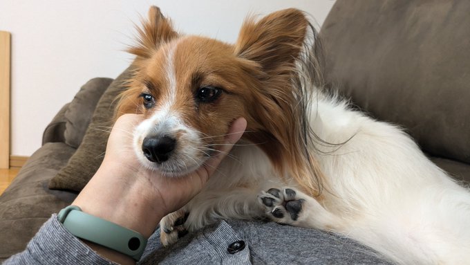 腹の上に来るとぬくい季節になったねえ 