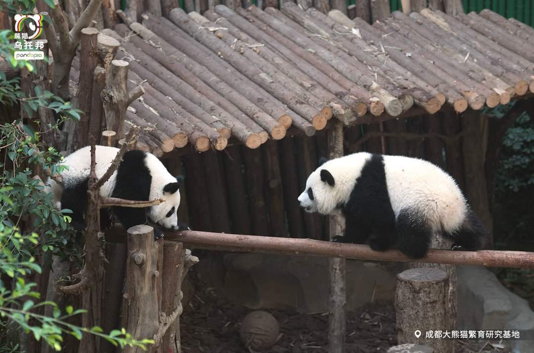 kate68_102's tweet photo. Panda crosses wooden bridge. Guess who fell to the ground #Jindou or #Lunwu🫢
แพนด้าข้ามสะพานไม้ เดาสิว่าใครล้มลงกับพื้นจินโตวหรือหลุนหวู่ 🫢 https://t.co/dFjMTzUarN