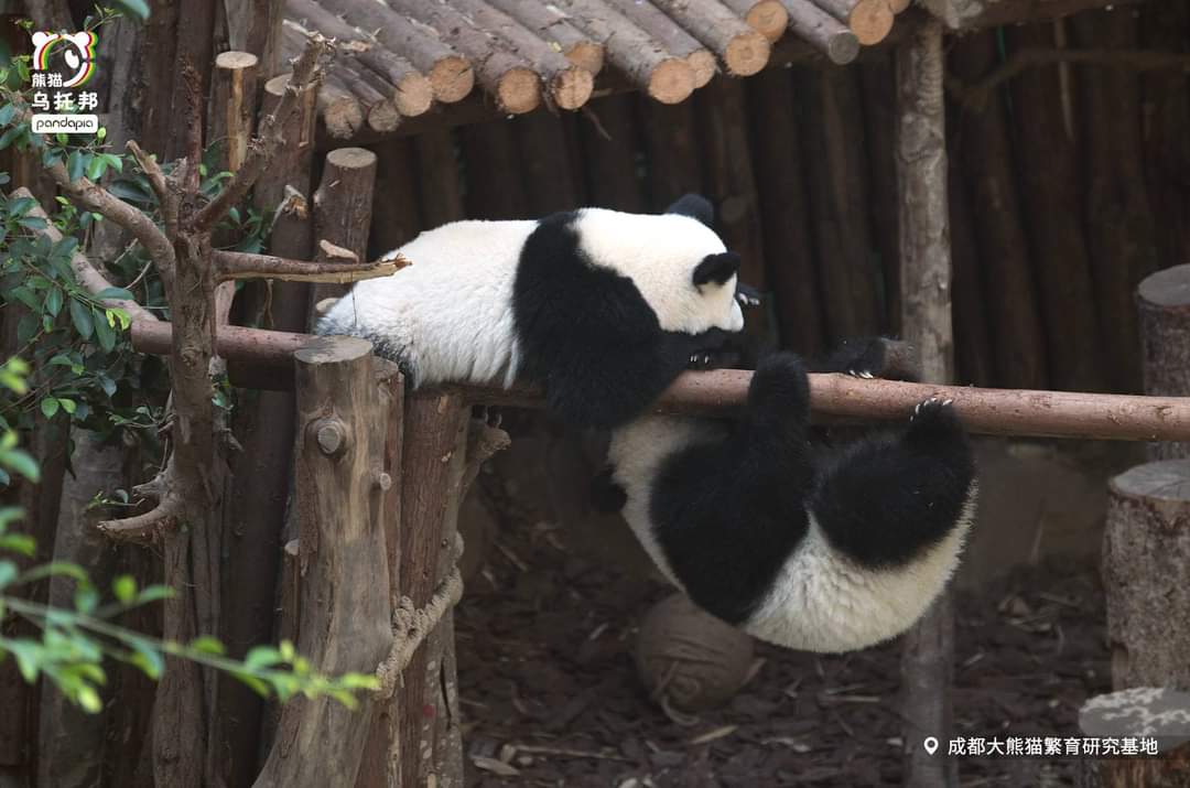 kate68_102's tweet photo. Panda crosses wooden bridge. Guess who fell to the ground #Jindou or #Lunwu🫢
แพนด้าข้ามสะพานไม้ เดาสิว่าใครล้มลงกับพื้นจินโตวหรือหลุนหวู่ 🫢 https://t.co/dFjMTzUarN