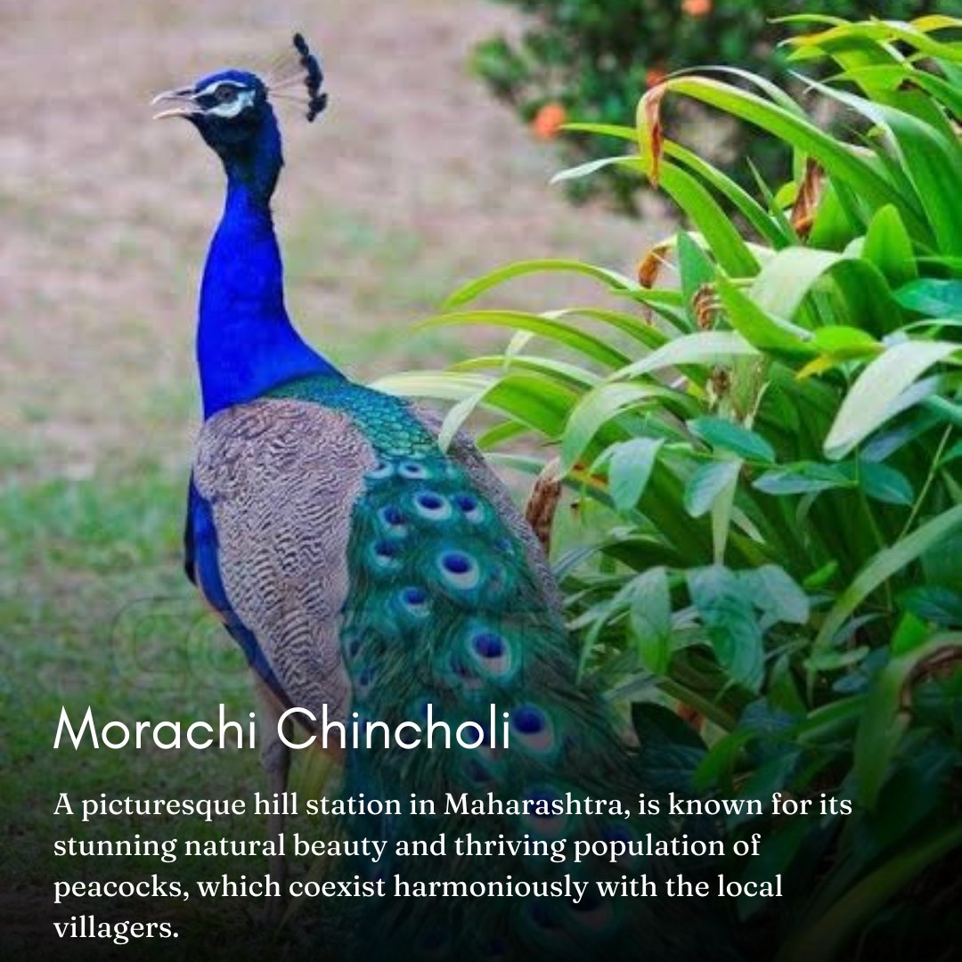 maha_tourism's tweet photo. #NavratriCelebrations #specialblue #navratri #celebrations #nature #naturecolours #blue #Bluecolor #symbolizescalm #depth #passion #vitality #colourofcourage #navratri2024 #navratriday7 #coloursofnature #ColoursOfIindia #ColoursOfMaharashtra #navratrispecial #maharashtra https://t.co/dtFpoONFhk