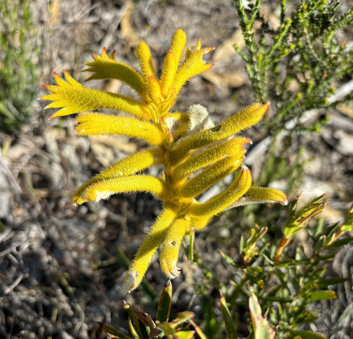 Ashley Jenkin tweet media