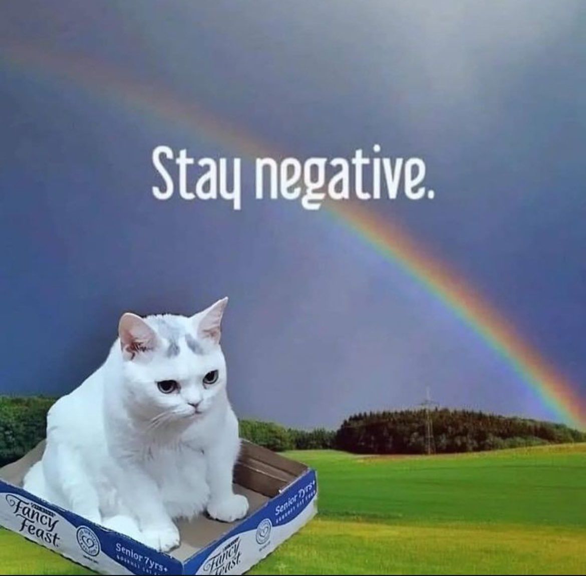 catshouldnt's tweet image. 