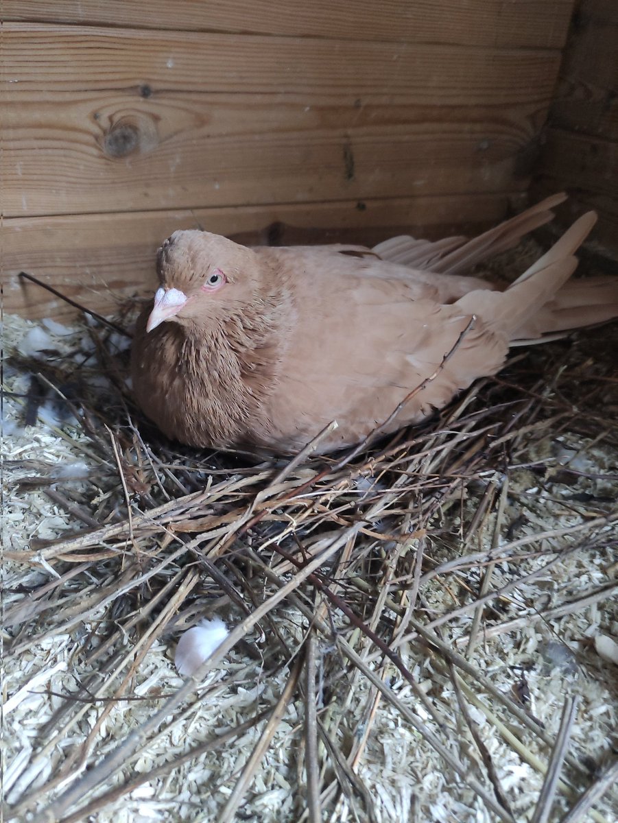 PIT_Taubenherz's tweet photo. #Peppi hat einen Tag, bevor wir nach Brandenburg zur Tierärztin gefahren sind, ihr zweites Ei gelegt. Wir haben ihr ein zweites Reise-Nest gebaut und ich bin mit ihr und den zwei Kunsteiern losgefahren. Peppi hat dort drei Tage ohne ihren Partner aufs Nest aufgepasst. #Mariechen https://t.co/g9EjsJrKrs