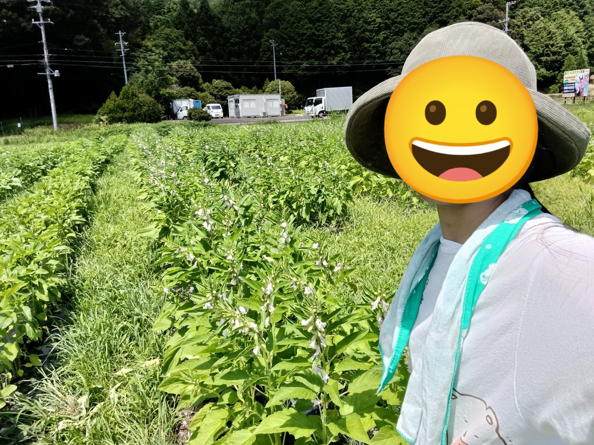 夏休みの投稿がなかったので写真だけでも。
左の写真は盆踊りの日に村の人と作った竹灯籠🏮
右の写真は花が咲いたごまです🌼

#上ノ村