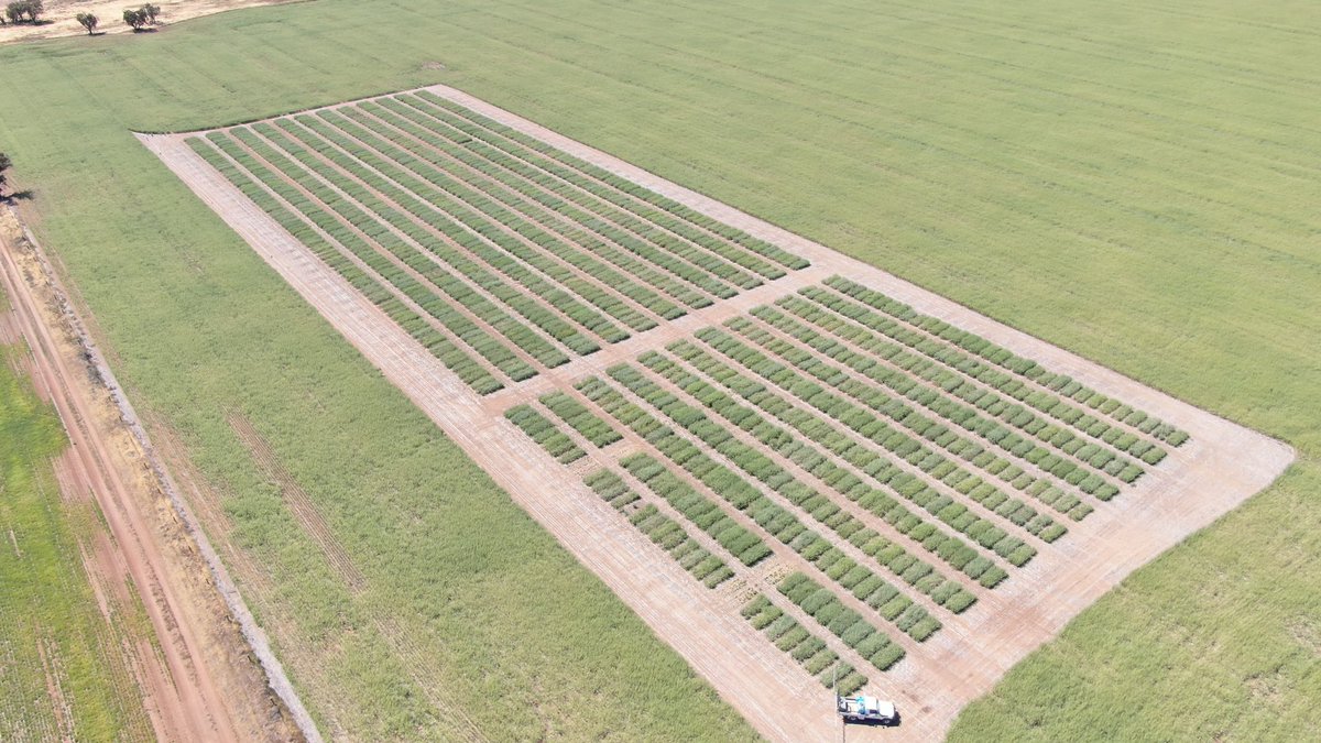 CaptainCanola's tweet photo. Awesome Job by @kalyx_australia Birchip Vic 2024 #Hyola Innovation System Technology Trial &amp; Breeding Trial handling tough conditions well !! @PacificSeeds @AgingAgro @schilgee @danrollsroyce @hurgl1 @Ella201093 @FotiouMila #Hyola Solstice CL is a Standout !! https://t.co/2PBqwb47jp