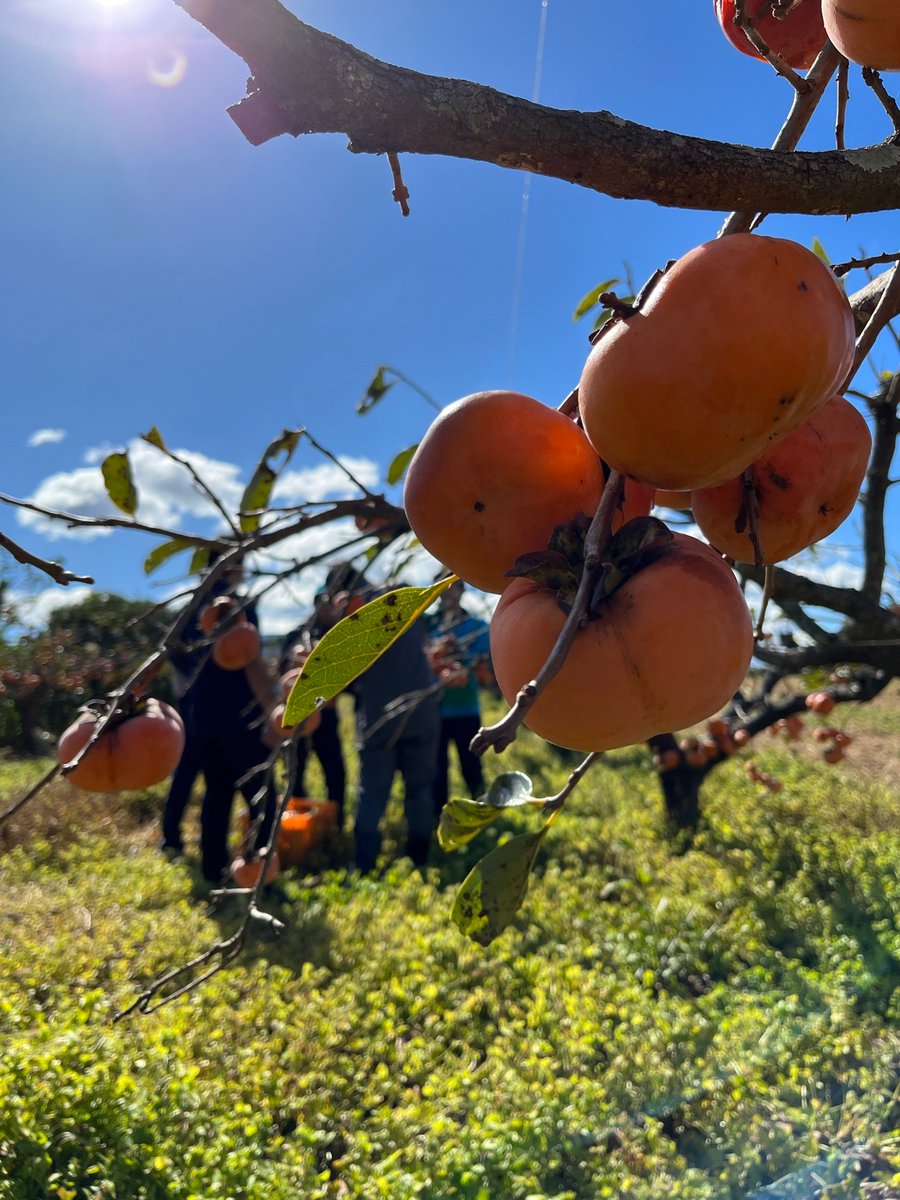 #GivingCampaign まであと2日となりました！

もうすぐ柿が収穫できるので楽しみです。
収穫した柿は学祭で販売します。
ぜひ買いに来てください！

Giving Campaignは10月11日9時～10月20日21時に開催されます。
応援よろしくお願いします！