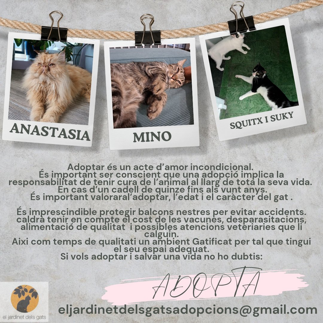 Jardinet dels Gats tweet media