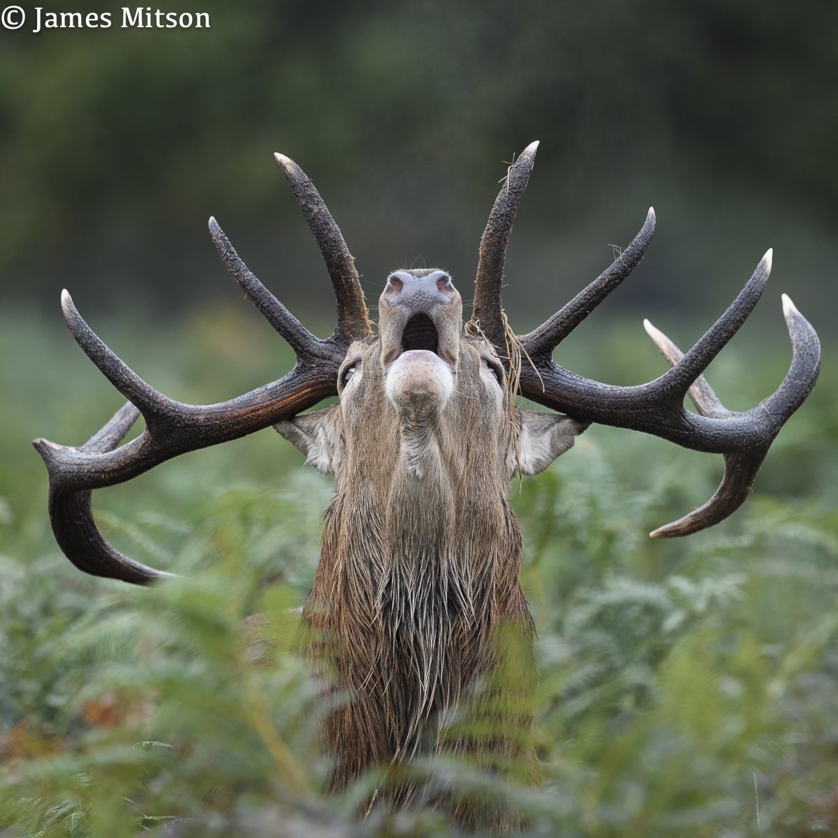 JMitsonPhotos's tweet photo. Red deer stag giving it the big'un.

#Nikon 
#NaturePhotography https://t.co/uhqj76XHTO