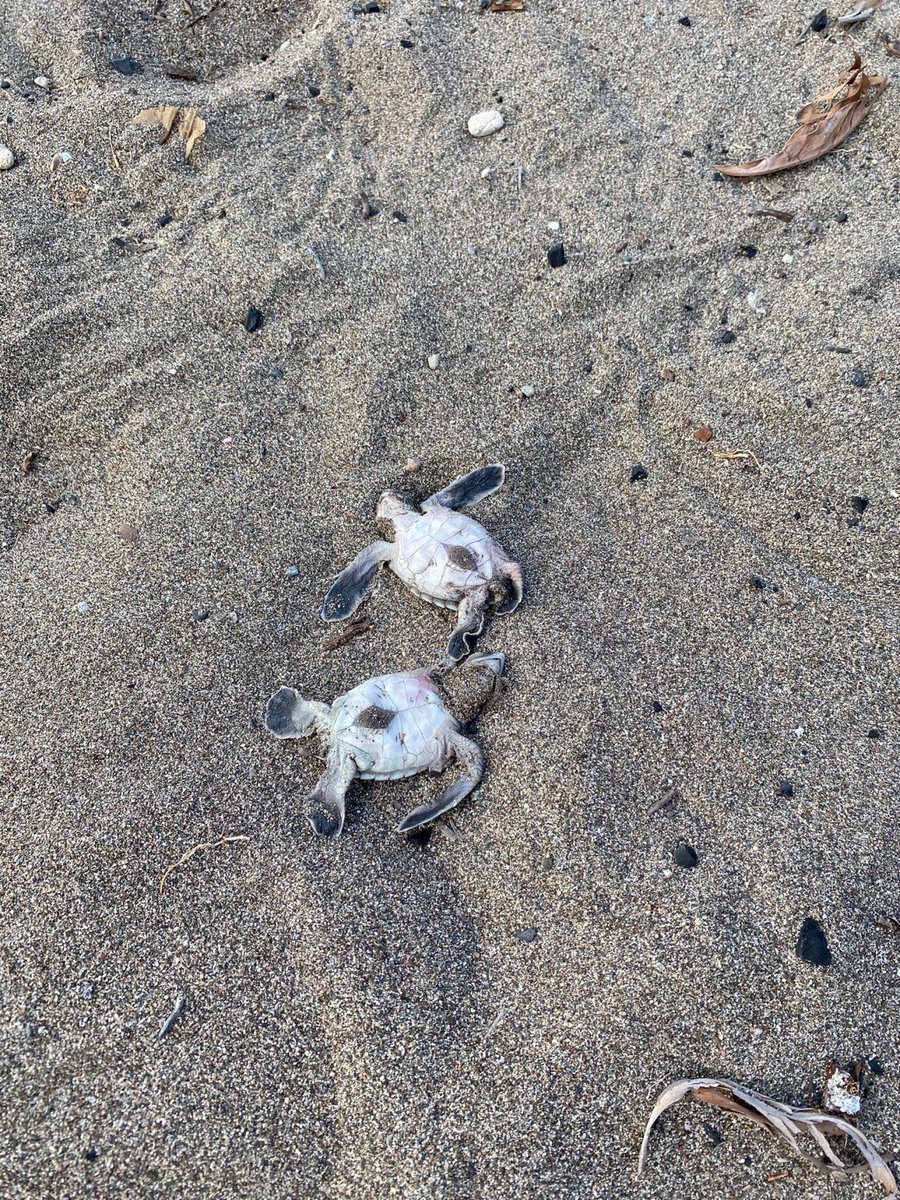 📍Deniz kaplumbağalarını Bakanlık kime emanet etmiş?

Mersin'de deniz kaplumbağalarının üreme alanı olan 100. Yıl Tabiat Parkı'nın işletme yetkisi, Tarım ve Orman Bakanlığı tarafından Kervan A.Ş.’ye verildi.

Sözleşmeye, bölgenin deniz kaplumbağalarının üreme alanı olduğuna