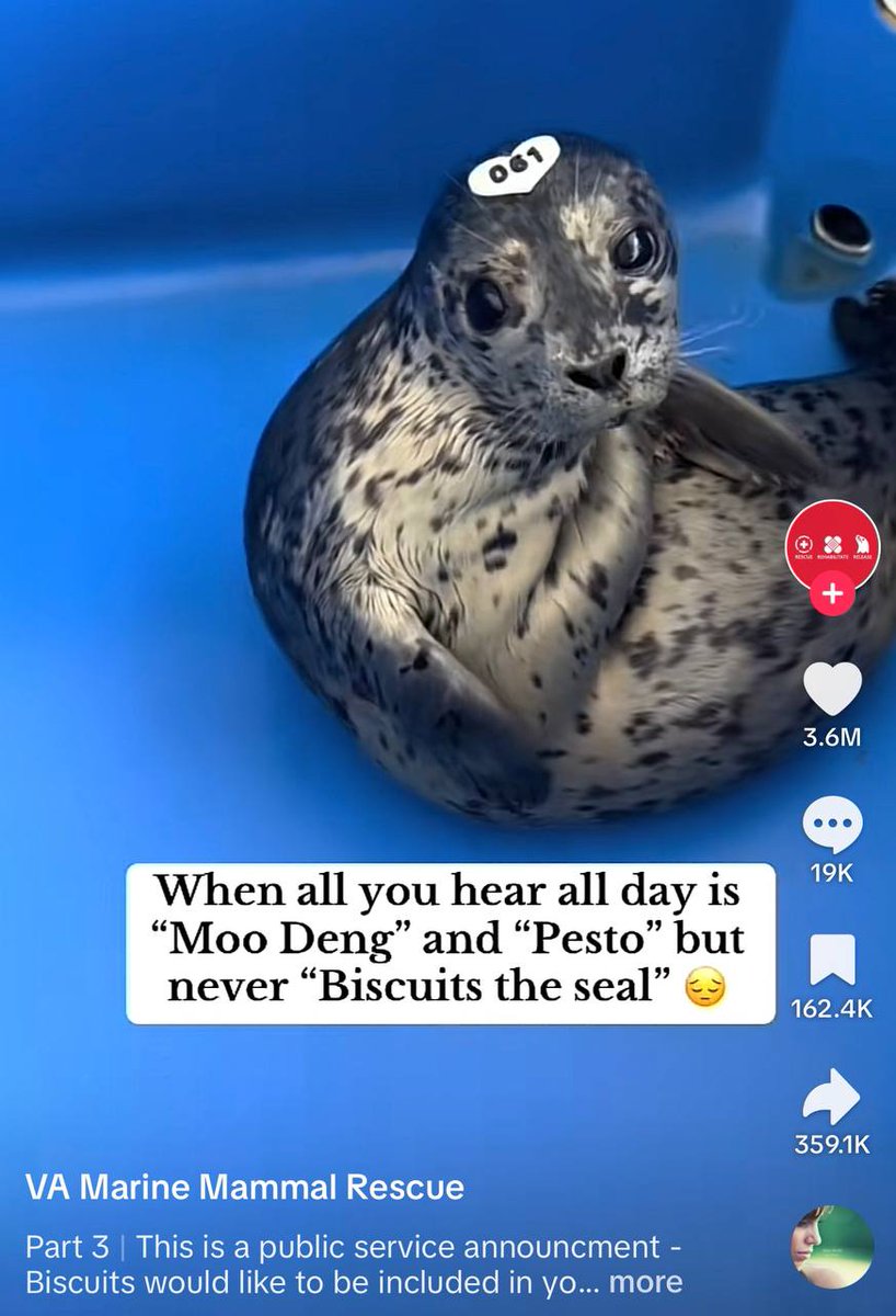 BISCUITSCTO tweet media