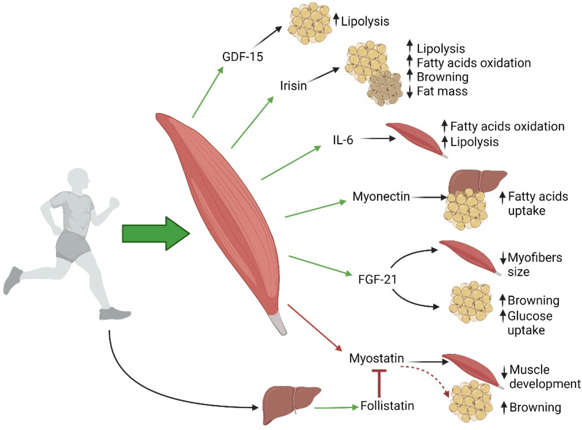 BrandonLuuMD's tweet image. Building muscle and exercising regularly are crucial for metabolic health

Skeletal muscle regulates over 75% of insulin-mediated glucose disposal, helping control glucose and lipids while reducing the risk of metabolic diseases like type 2 diabetes
