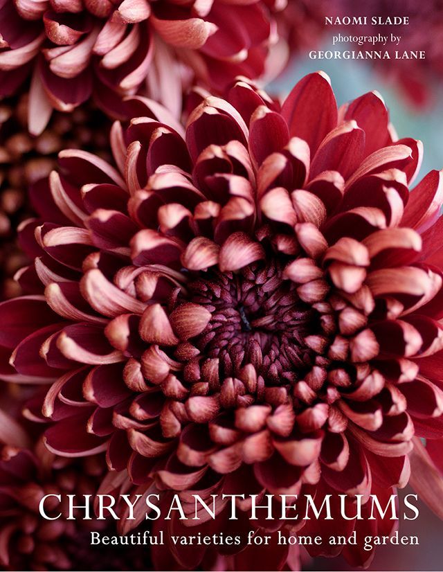 The Chatty Gardener (@chattygardener) on Twitter photo How do you feel about chrysanthemums? #ad (Review copy, no payment.)
Reading the latest book by <a href="/NaomiSlade/">Naomi Slade</a>, it seems their time may have come.
Read my review: buff.ly/4eFlbS7
📷 by Georgianna Lane
#books <a href="/PavilionBooks/">Pavilion Books</a> #gardening How do you feel about chrysanthemums? #ad (Review copy, no payment.)
Reading the latest book by <a href="/NaomiSlade/">Naomi Slade</a>, it seems their time may have come.
Read my review: buff.ly/4eFlbS7
📷 by Georgianna Lane
#books <a href="/PavilionBooks/">Pavilion Books</a> #gardening