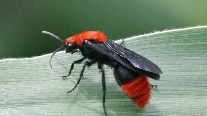 starlover42's tweet photo. @pomfishee this really is a gorgeous bug right? the vibrant colouring is just beautiful alongside the pitch black. i truly love how it looks! https://t.co/aafsewPT5j