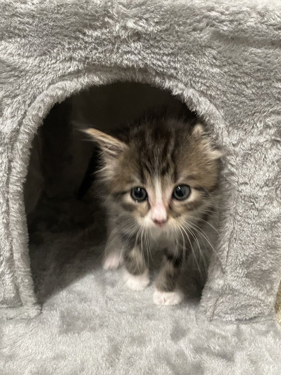 Friends of Bear Cat Rescue tweet media