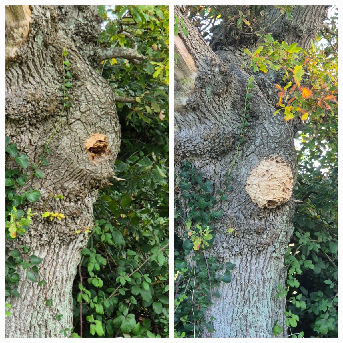 SWTConsultancy's tweet image. Our Senior Arboriculturist has been keeping an eye on this gnarly English oak, with European hornets in residence. The left was 3 weeks ago, and right is how it looks now!