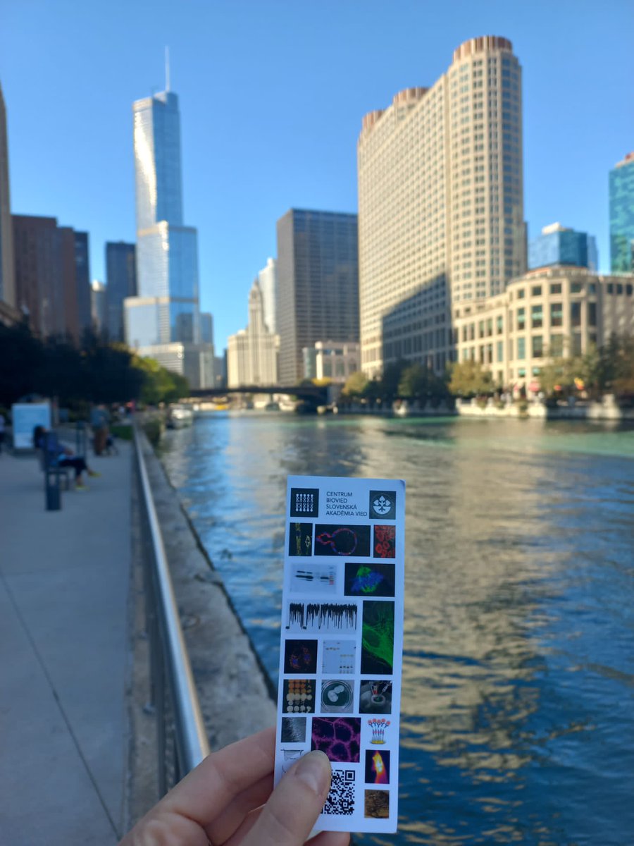 Exciting news from #SfN24 in #Chicago! 🎉 Our colleagues from #ÚBGŽ presented their latest findings as a poster.🔬👩‍🔬 #neuro #neuroscience <a href="/AkademiaVied/">SAV</a> <a href="/LubicaKubikova/">Lubica Niederova</a>