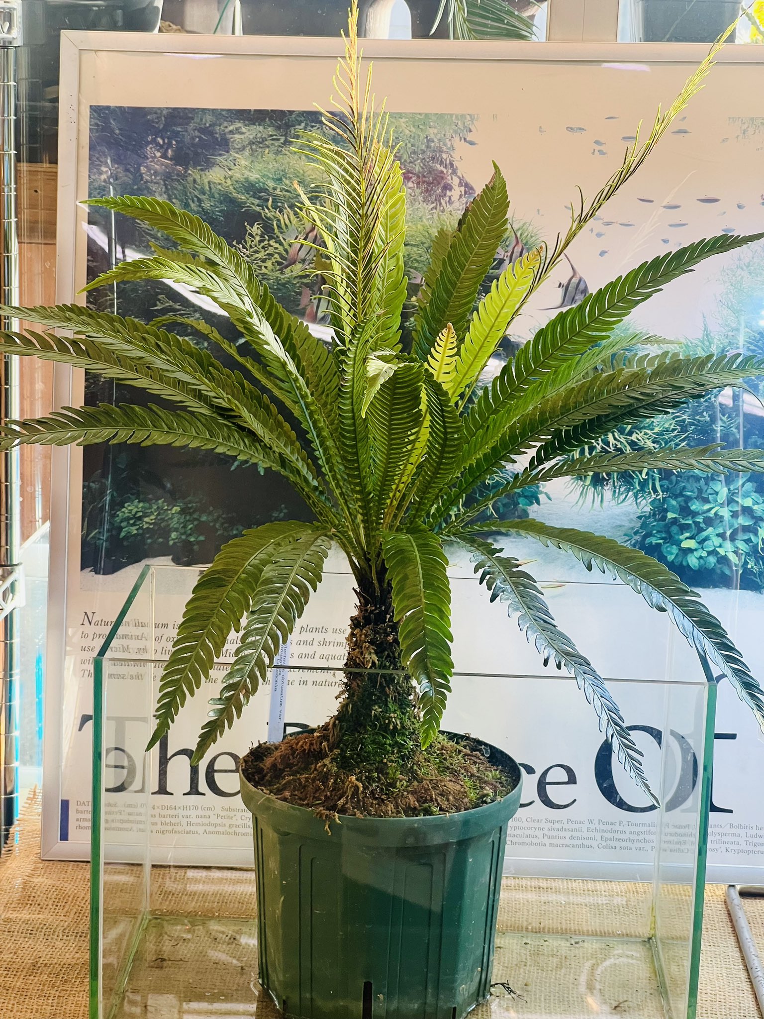 ブレクナムオブツサタムvarオブツサタム 【3年物】 タグ付き ブレクナム オブツサタム 3株セット Blechnum obtusatum var