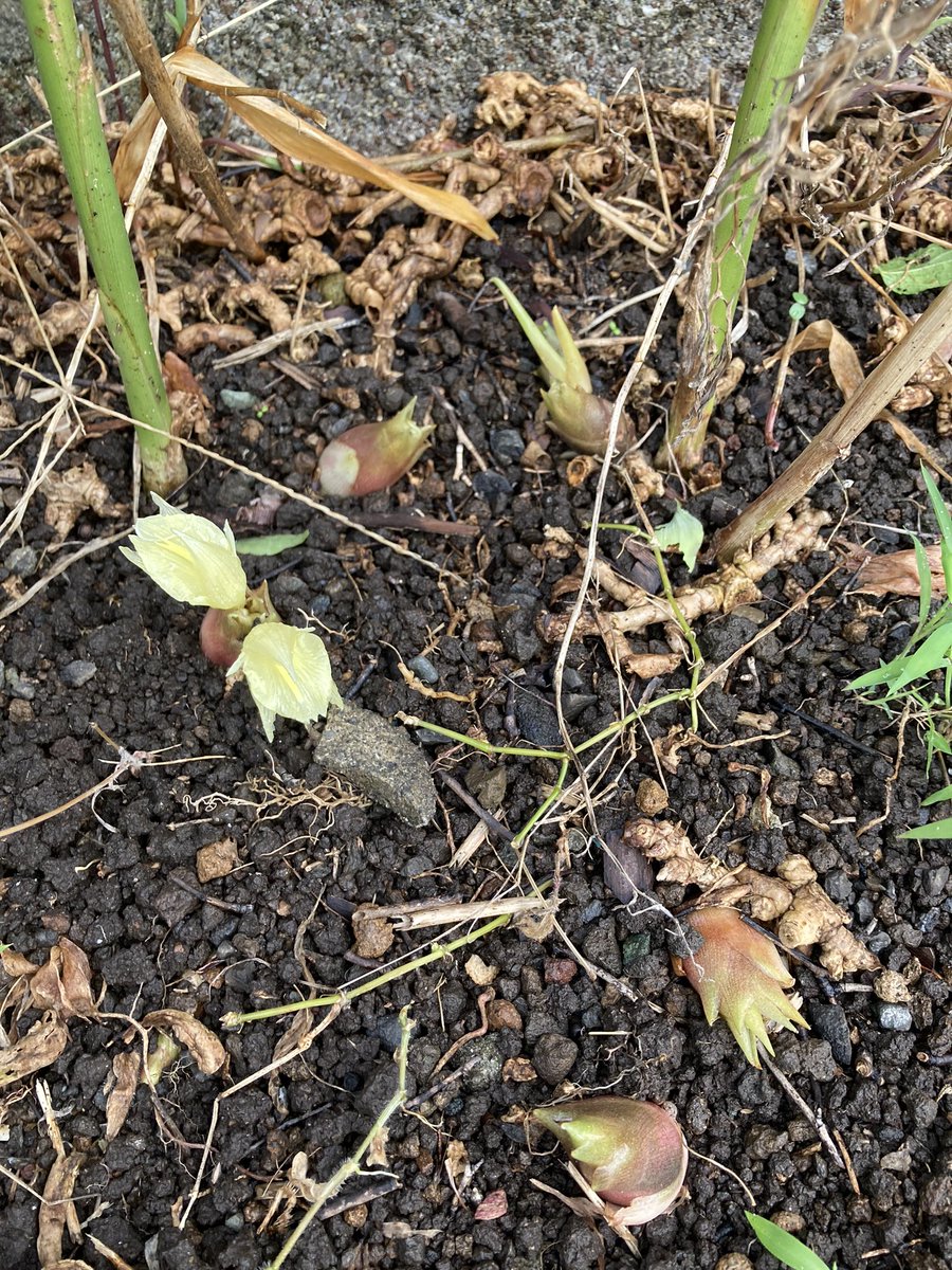 じゃくりん tweet media