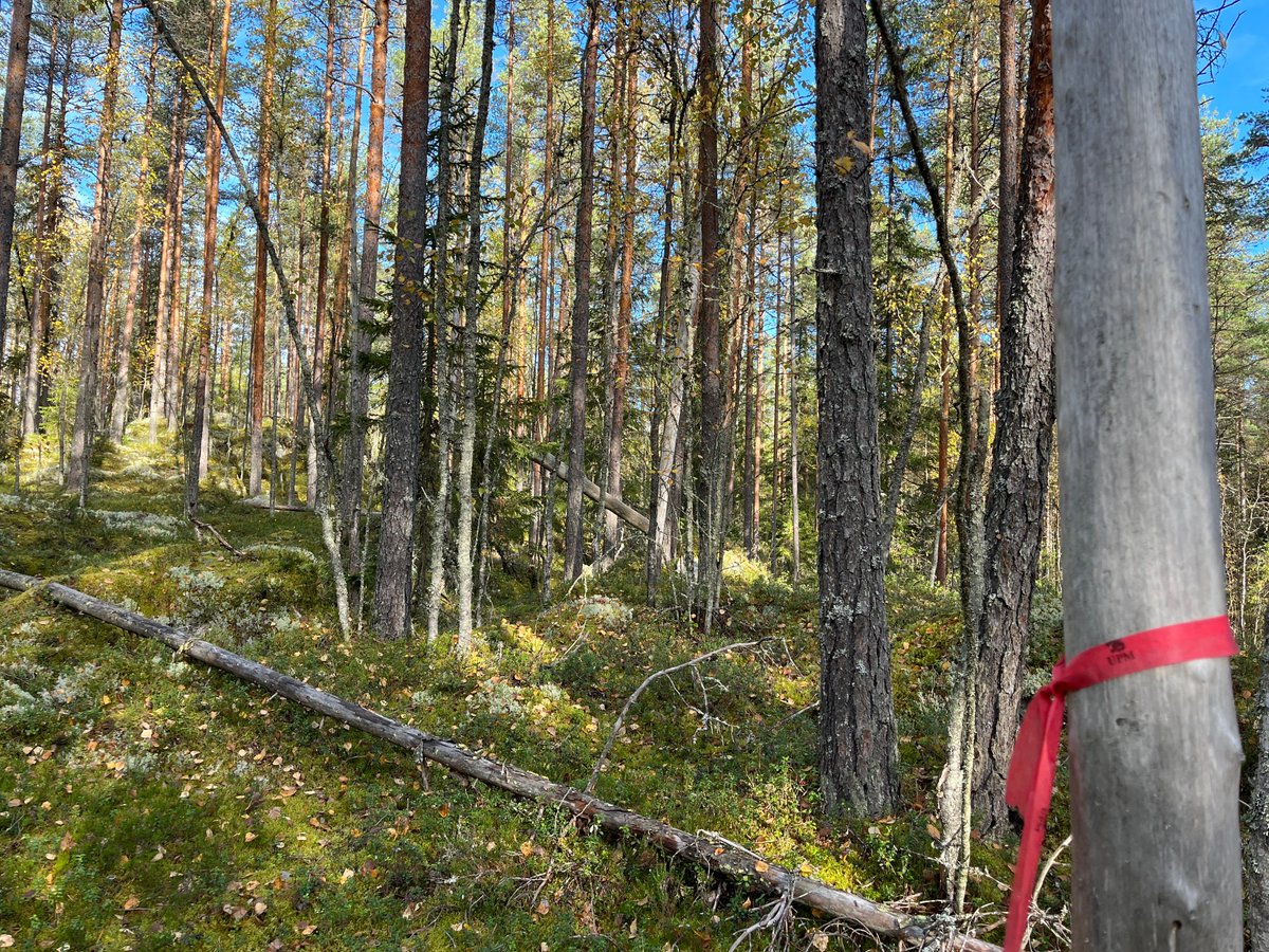 MLiimatainen's tweet photo. Käytiin katsomassa @UPMSuomi metsiä Jämsä, Juupajoki, Kuhmoinen. Ja mitä yksittäistapauksia näistä hakkuuseen merkityistä kohteista taas kerran löytyi: noroja, soita, runsaslahopuustoisia metsiä, uhanalaisia lajeja. Ei se #luontokato tällä menolla kyllä hidastu. #vastuullisuus https://t.co/uPpGdgy4zm