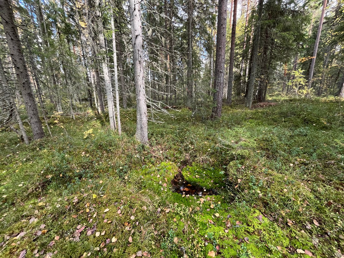 MLiimatainen's tweet photo. Käytiin katsomassa @UPMSuomi metsiä Jämsä, Juupajoki, Kuhmoinen. Ja mitä yksittäistapauksia näistä hakkuuseen merkityistä kohteista taas kerran löytyi: noroja, soita, runsaslahopuustoisia metsiä, uhanalaisia lajeja. Ei se #luontokato tällä menolla kyllä hidastu. #vastuullisuus https://t.co/uPpGdgy4zm