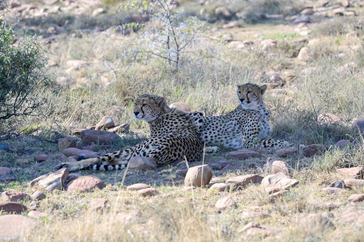 SANParksMZNP's tweet photo. While one of the main attractions of #MountainZebraNationalPark is its #cheetahtracking activity, sometimes, with luck on your side, you may just see one or more of these beautiful cats while on a self-drive. 📷Rene Bruwer #LiveYourWild @SANParks https://t.co/1GnwzrZQgt