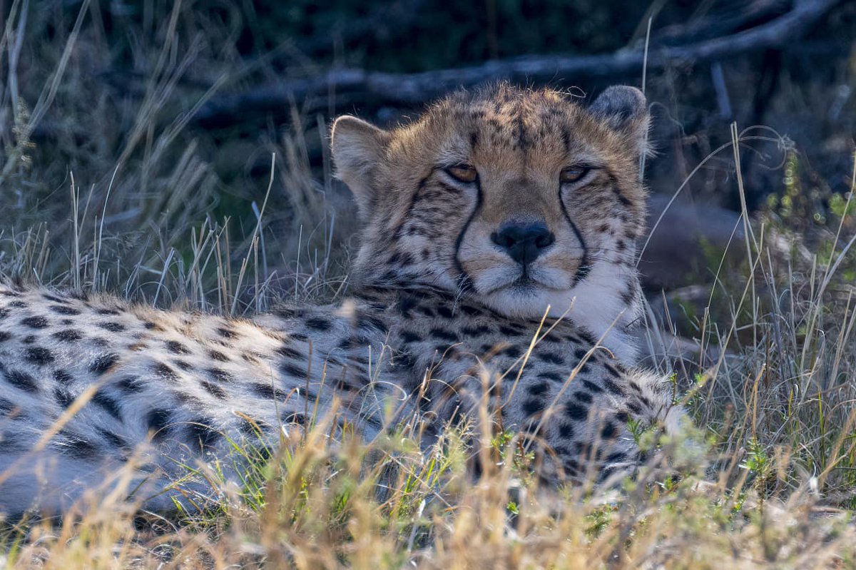 SANParksMZNP's tweet photo. While one of the main attractions of #MountainZebraNationalPark is its #cheetahtracking activity, sometimes, with luck on your side, you may just see one or more of these beautiful cats while on a self-drive. 📷Rene Bruwer #LiveYourWild @SANParks https://t.co/1GnwzrZQgt