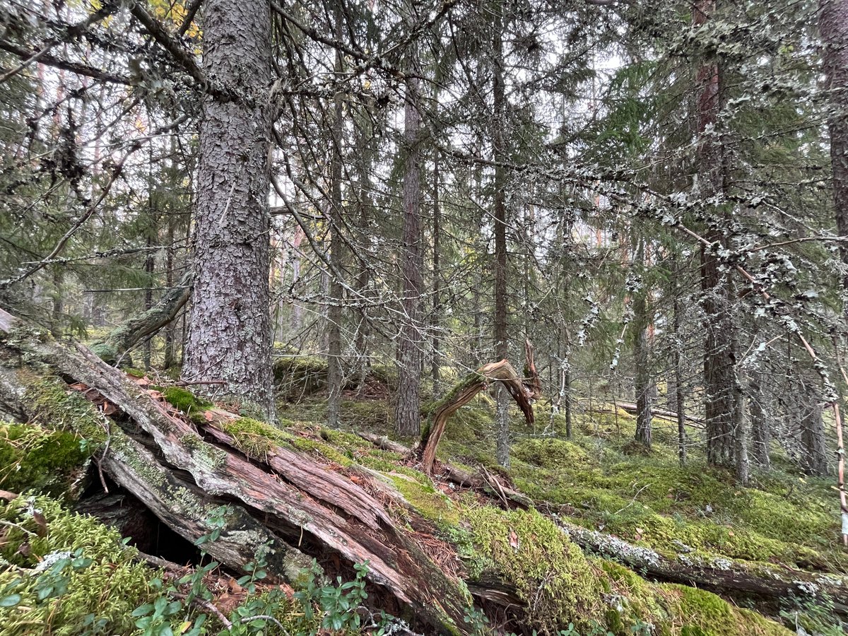 MLiimatainen's tweet photo. Käytiin katsomassa @UPMSuomi metsiä Jämsä, Juupajoki, Kuhmoinen. Ja mitä yksittäistapauksia näistä hakkuuseen merkityistä kohteista taas kerran löytyi: noroja, soita, runsaslahopuustoisia metsiä, uhanalaisia lajeja. Ei se #luontokato tällä menolla kyllä hidastu. #vastuullisuus https://t.co/uPpGdgy4zm